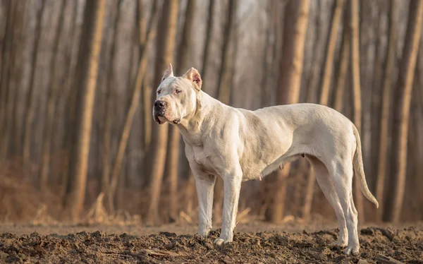 Female Dogo Argentino in wood — Stock Photo, Image