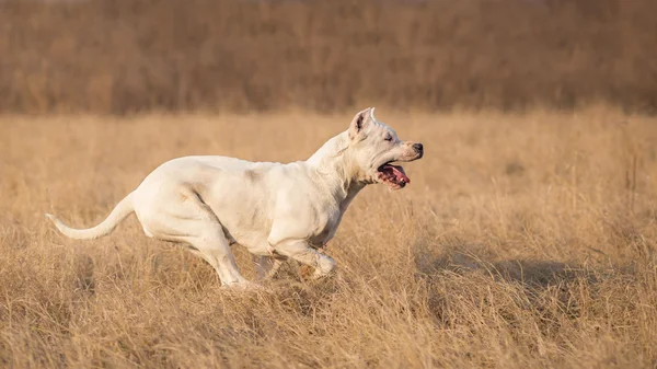 Dogo Argentino w biegu — Zdjęcie stockowe