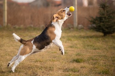 Beagle köpek atlama topu yakalıyor
