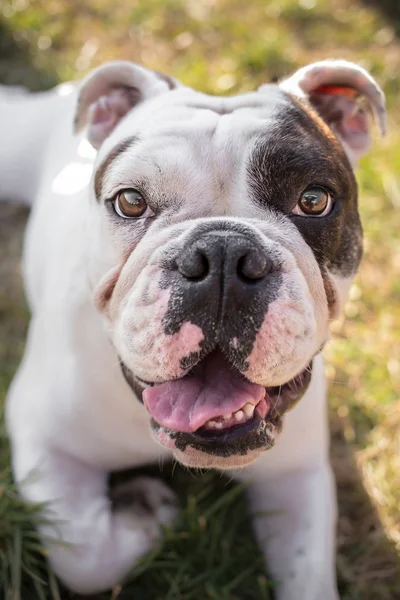 Young engelska Bulldog nära porträtt — Stockfoto