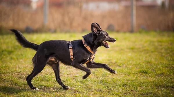 Profil A černý pes běží v poli — Stock fotografie