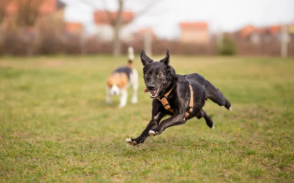 Perro extremadamente feliz — Foto de Stock