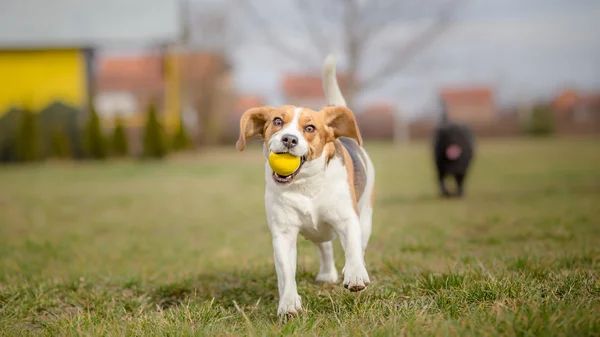 Hundar som leker med boll - det är våren — Stockfoto