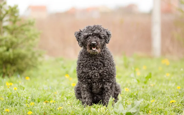 Owczarek węgierski Puli pleneru portret — стокове фото