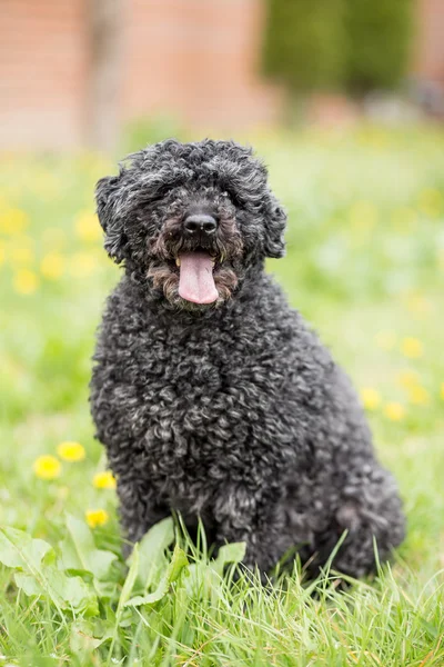 Portrait of Puli — Stock Photo, Image