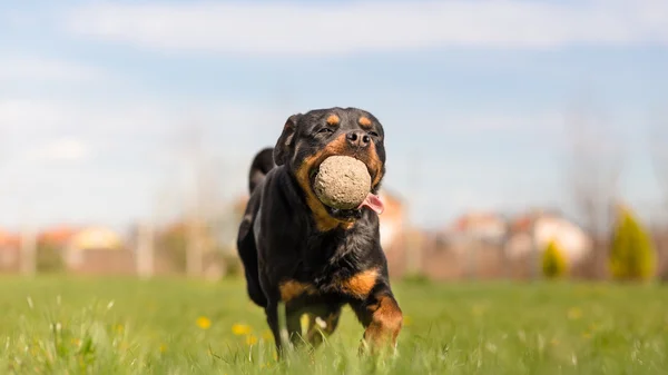 ボールを持って走っているロットワイラー犬 — ストック写真