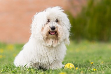 Coton de Tulear köpek açık portre