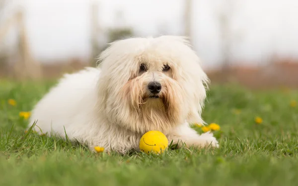 Coton de Tulear dog outdoor portrait — Stock Photo, Image