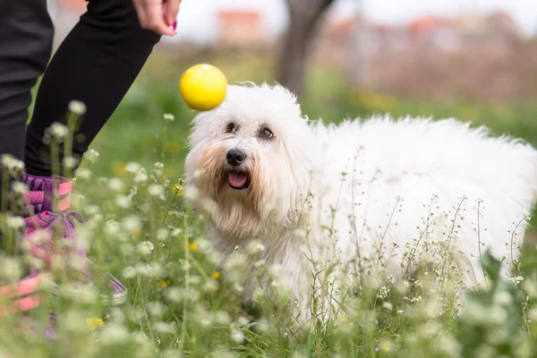 Jugar con tu perro en el jardín — Foto de Stock