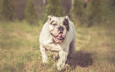 Islak İngilizce Bulldog sallamak