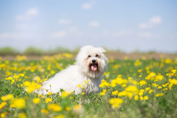 在明亮的阳光灿烂的夏天一天科通 de Tulear 狗画像 — 图库照片