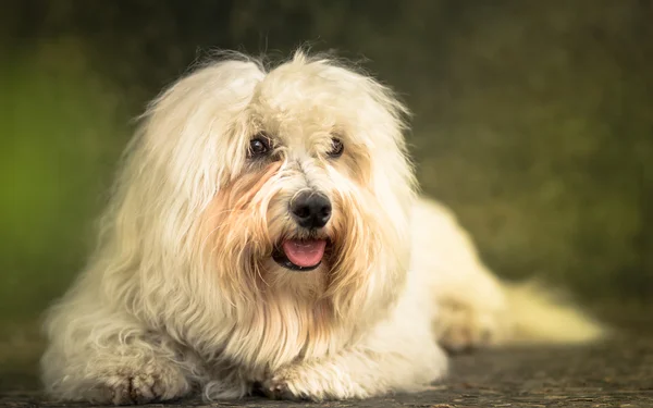 Retrato de cão Coton de Tulear — Fotografia de Stock
