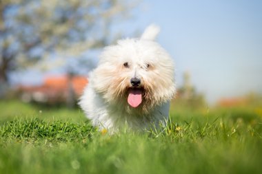 Coton de tulear köpek portre üzerinde parlak güneşli bir günde