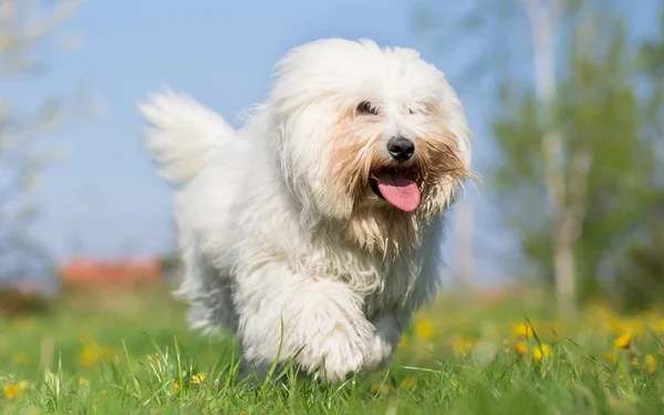 Coton de Toliara pies uruchomić w wiosna łąka — Zdjęcie stockowe