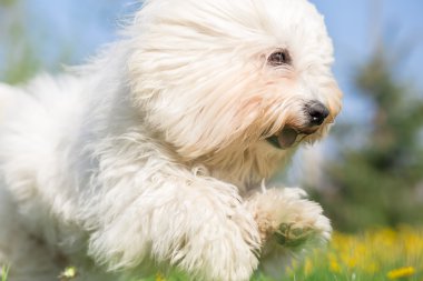 Beyaz uzun kıl köpek içinde koşmak - yakın catch