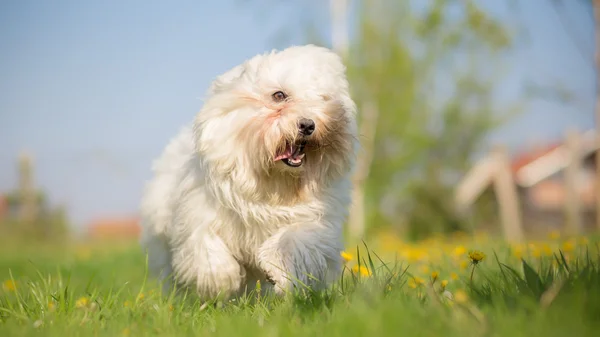 Coton de Tulear correndo e jogando em um prado — Fotografia de Stock