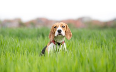 Beagle köpek portre genç yeşil buğday