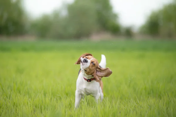 Cão beagle balançando a cabeça — Fotografia de Stock