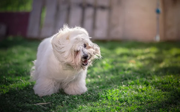 Coton de Tulear perro temblando —  Fotos de Stock