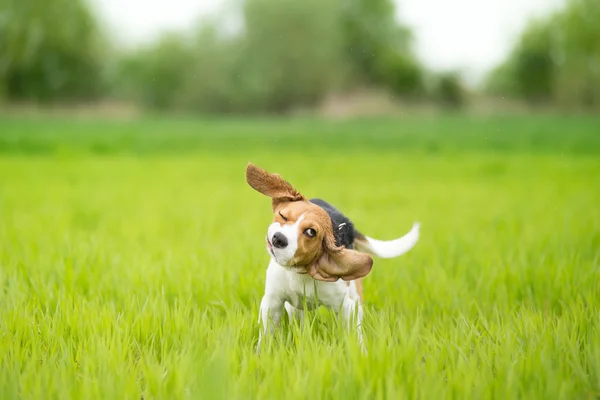 Beagle dog shaking his head — Stock Photo, Image