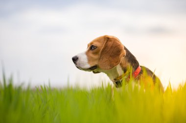 Beagle köpek çayırda uyarı arıyorsunuz