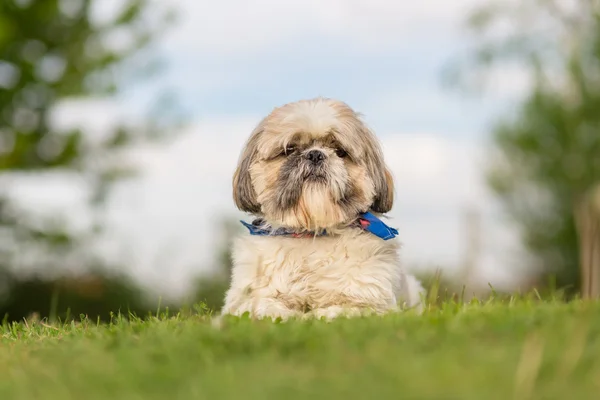 Shih Tzu σκύλος στον κήπο — Φωτογραφία Αρχείου