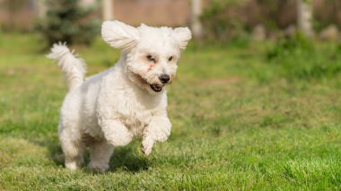 Eylem Shorthaired Coton de Tulear köpek