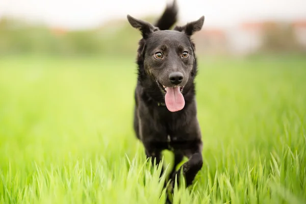 Чёрный портрет собаки смешанной породы — стоковое фото