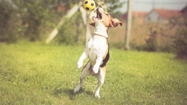 Fotbalový hráč Beagle pes — Stock fotografie