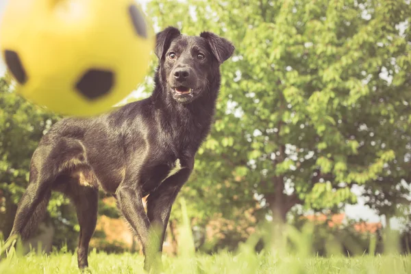 Playing fetch with mixed breed dog — Stock Photo, Image