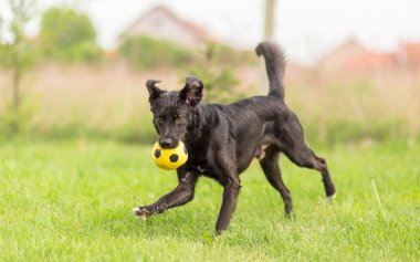 Futbol topuyla oynayan karışık doğurmak köpek evlat edinmek
