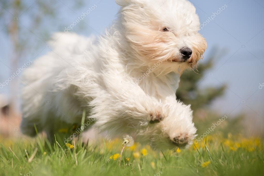 Coton De Tulear Pictures Coton De Tulear Stock Photos Images Depositphotos