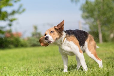 Beagle köpek su sallayarak