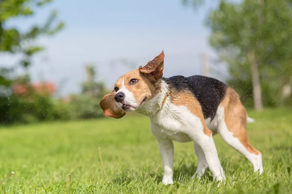 Cão beagle sacudindo água — Fotografia de Stock