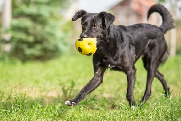Přijato černá smíšené plemeno psa hrát s fotbalový míč — Stock fotografie