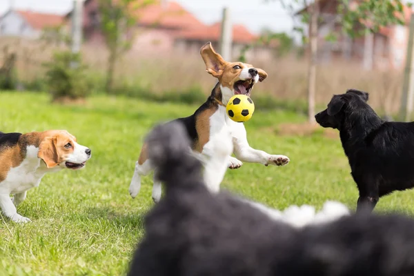 Groep van honden jagen een bal — Stockfoto