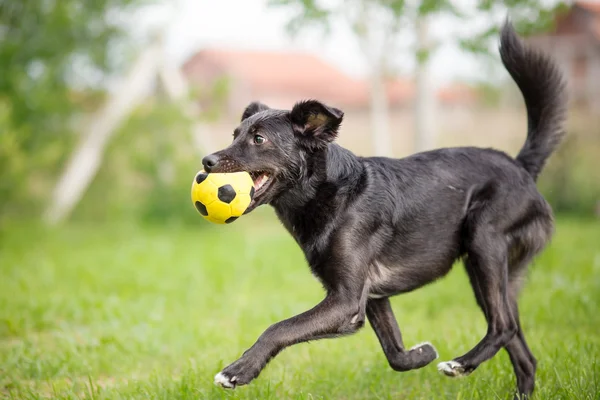 Black mixed breed dog playing with soccer ball — Stock Photo, Image
