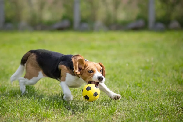 Beagle câine jucând fotbal — Fotografie, imagine de stoc