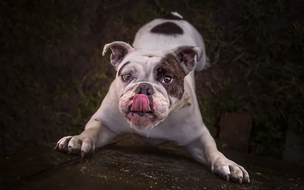 Buldogue inglês tentando alcançar biscoito — Fotografia de Stock