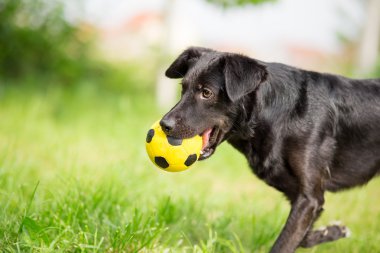 Siyah futbol topuyla oynayan doğurmak köpek karıştırılmış