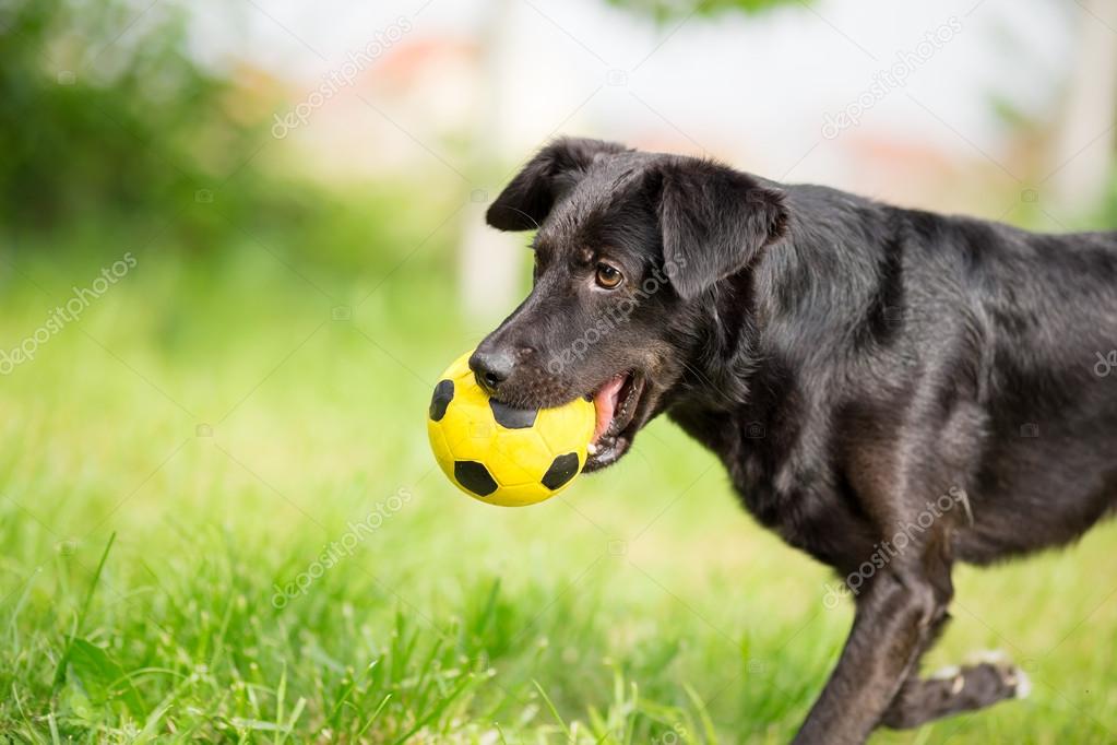 Perro negro de raza mixta jugando con pelota de fútbol — Foto de