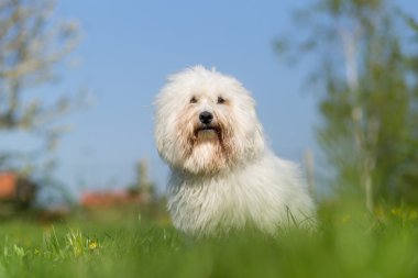 Coton de Tulear köpek portre Bahçe