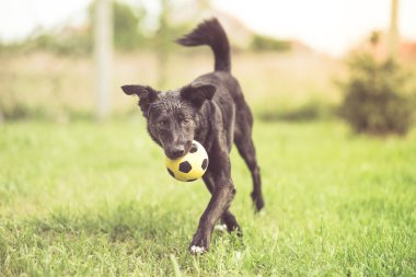 Futbol topuyla oynayan karışık doğurmak köpek evlat edinmek
