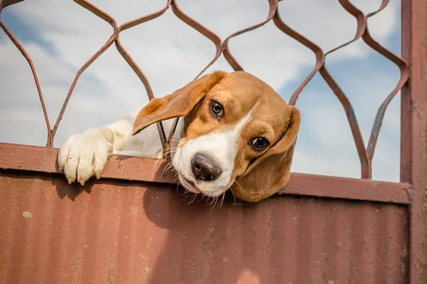 Beagle hond stak zijn hoofd — Stockfoto