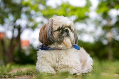 Şirin Shih Tzu genç köpek