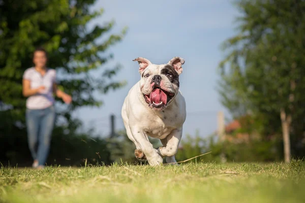 Brincando com seu bulldog inglês — Fotografia de Stock