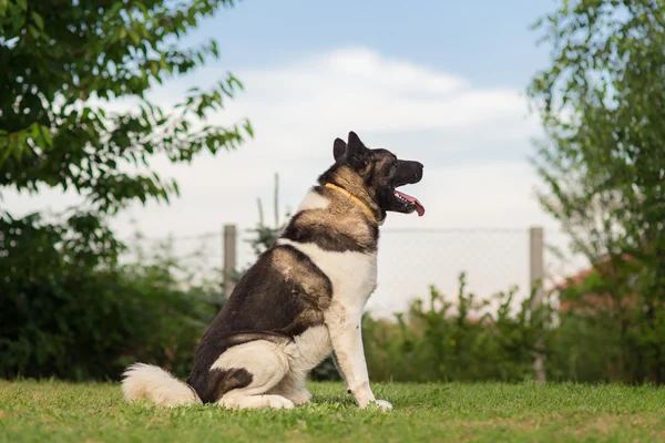 อเมริกัน Akita ยามสุนัขปกป้องลานของเขา — ภาพถ่ายสต็อก