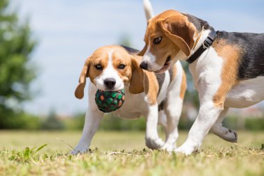 Bir oyuncakla oynamak iki Beagle köpek