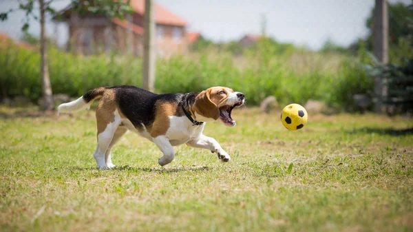 Dog trying to catch yellow ball — Stock Photo, Image