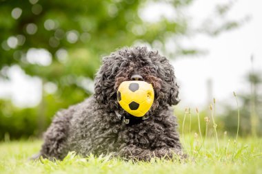 Puli - köpek koruma hayvancılık ve hayvan sürüsü Macarca